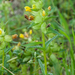 0246-Kleine-ratelaar---Rhinanthus-minor-cool-meadows