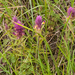 0249-Wilde-weit---Melampyrum-arvense-fields-uncultivated-land