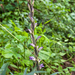 0013-Paarse-asperge-orchis---Limodorum-abortivum-arid-meadows-fro