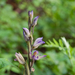 0014-Paarse-asperge-orchis---Limodorum-abortivum-arid-meadows-fro