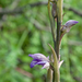 0015-Paarse-asperge-orchis---Limodorum-abortivum-arid-meadows-fro