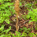 0021-vogelnestje Neottia nidus-avis fagus sylvatica woods