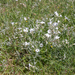0063 Viltige-hoornbloem---Cerastium-tomentosum-stony-pastures-scr