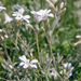 0065-Viltige-hoornbloem---Cerastium-tomentosum-stony-pastures-scr