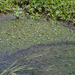 0072-godi-Vlottende-waterranonkel---Ranunculus-fluitans