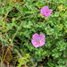 0081-Geranium-cinereum-geranium-austroapeeninum-stony-meadows