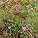 0083-Geranium-cinereum-geranium-austroapeeninum-stony-meadows