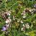 0084-Astragalus-depressus-montane-pastures