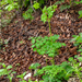 0086-Akeleiruit---Thalictrum-aquilegiifolium-fagus-sylvatica-wood