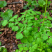 0088-Akeleiruit---Thalictrum-aquilegiifolium-fagus-sylvatica-wood