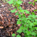 0089-Kruisbes---Ribes-uva-crispa-fagus-sylvatica-wood-glades-scru