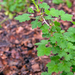 0090-Kruisbes---Ribes-uva-crispa-fagus-sylvatica-wood-glades-scru