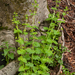 0128 Scrophularia vernalis voorjaarshelmkruid shady cliffs in the