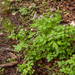 0142-Cardamine-chelidonia-fagus-sylvatica-woods-and-cool-woods