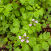 0143-Cardamine-chelidonia-fagus-sylvatica-woods-and-cool-woods