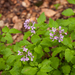 0144-Cardamine-chelidonia-fagus-sylvatica-woods-and-cool-woods