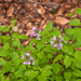 0145-Cardamine-chelidonia-fagus-sylvatica-woods-and-cool-woods