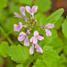 0146-Cardamine-chelidonia-fagus-sylvatica-woods-and-cool-woods