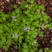0147-Cardamine-chelidonia-fagus-sylvatica-woods-and-cool-woods