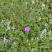 0163-Geranium-cinereum-geranium-austroapeeninum-stony-meadows