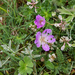 0164-Geranium-cinereum-geranium-austroapeeninum-stony-meadows