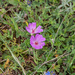 0167-Geranium-cinereum-geranium-austroapeeninum-stony-meadows