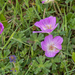 0168-Geranium-cinereum-geranium-austroapeeninum-stony-meadows