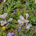 0174-Astragalus-depressus-montane-pastures