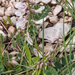 0176-Astragalus-depressus-montane-pastures