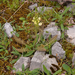 0181-pedicularis-comosa-P.Hoermanniana-P.Tuberosa