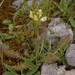 0182-pedicularis-comosa-P.Hoermanniana-P.Tuberosa