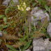 0183-pedicularis-comosa-P.Hoermanniana-P.Tuberosa