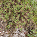 0199-Astragalus-sirinicus-stony-pastures-at-high-altitude