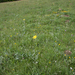 0213-Senecio-scopolii-stony-pastures