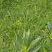 0222-Gentiana lutea en witte nieswortel