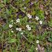 0230-Arenaria-grandiflora-stony-slopes-at-high-altitude