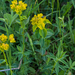 0265-Euphorbia-brittingeri wrattige wolfsmelk kalkgrasland