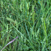 0266-Lathyrus-pratensis-veldlathyrus-meadows-scrub