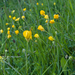 0270-0269-ranunculus velutinus humid meadows