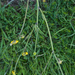 0271-0269-ranunculus velutinus humid meadows