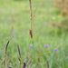 0278-Zilte-zegge-Carex-distans-humid-meadows