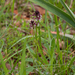 0007-aangebrande-orchis-Neotinea-ustulata-meadows-from-800-to-150
