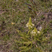 0086-Pedicularis-comosa