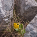 0092-Aurikel-Primula-auricula-cool-cliffs
