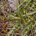 0097-Valeriana-tuberosa-arid-pastures