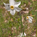 0132-Witte-narcis---Narcissus-poeticus-montane-pastures
