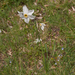0131-Witte-narcis---Narcissus-poeticus-montane-pastures
