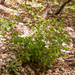 0138-Amandelwolfsmelk---Euphorbia-amygdaloides-cool-woods-mainly-