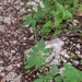 0144-Echte-valeriaan-Valeriana-officinalis-humid-woods