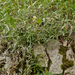 0147-limestone-saxifrage-saxifraga-callosa-met-viltige-hoornbloem